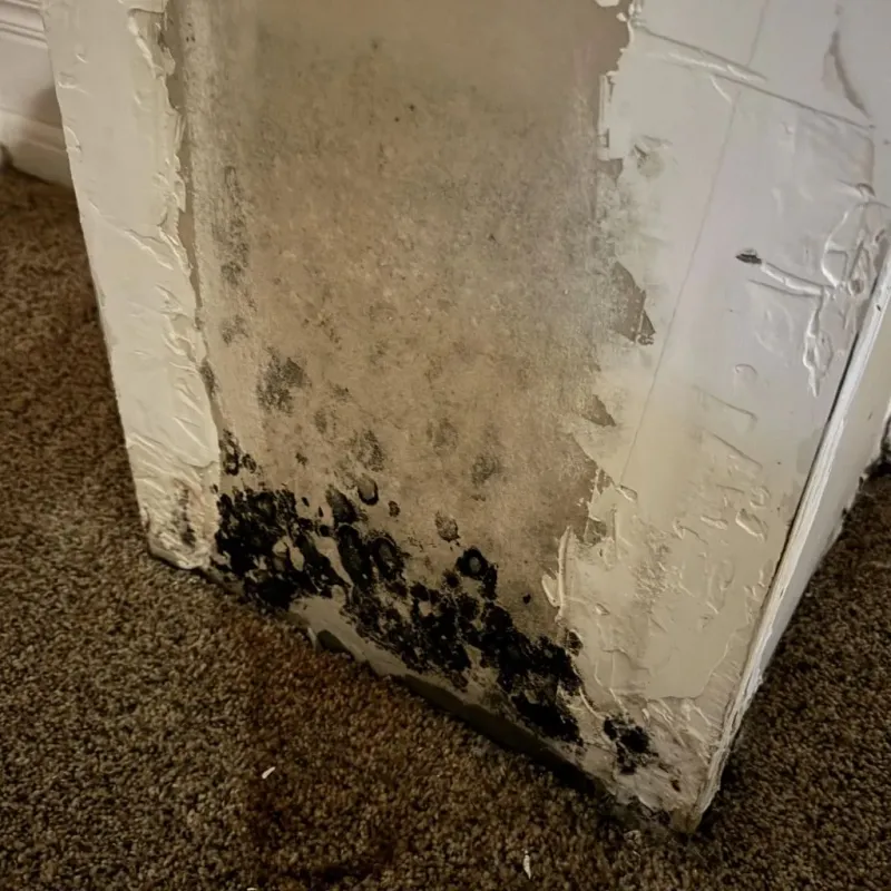 Professional Mold Removal in Amelia Court House, VA